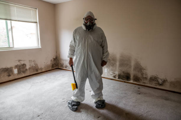 Why You Should Choose Our Mold Remediation Services in Lake Lorraine, FL